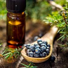 BlueBerry Oil