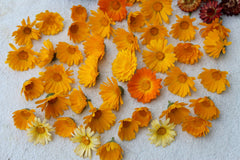 Calendula / Marigold Flowers