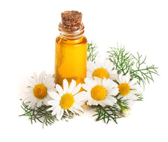 Chamomile Essential Oil