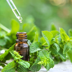 Peppermint Essential Oil