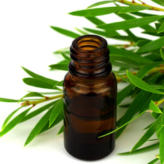 Tea Tree Essential Oil