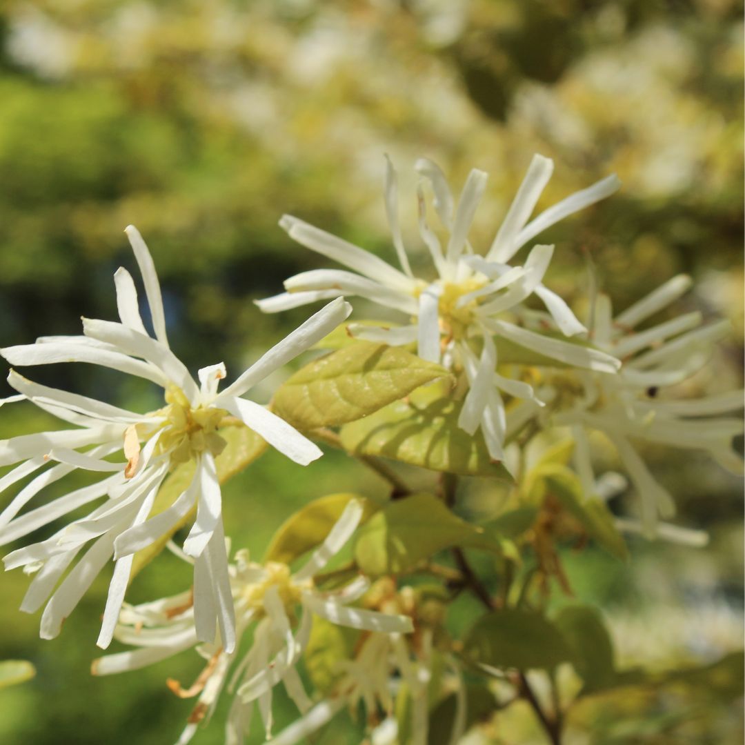 Witch Hazel
