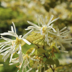 Witch Hazel
